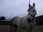 Tigerscheckenpony sucht Reitbeteiligung