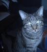 Verschmuster Kater sucht Liebevolles zuhause