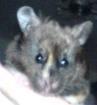 Suche eine Goldhamsterdame