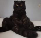 Scottish fold Katze und Kater abzugeben