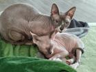 Kätzen/ Sphynx-Katzen/ Mischa und Lille